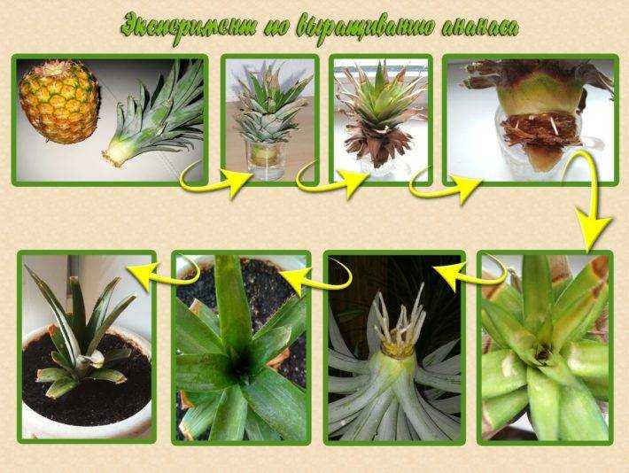Экзотический ананас в природе, на плантациях и в домашних условиях