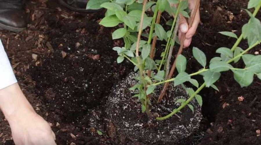 Черника садовая: посадка и уход на приусадебных участках в 2022 году на гудгрунт