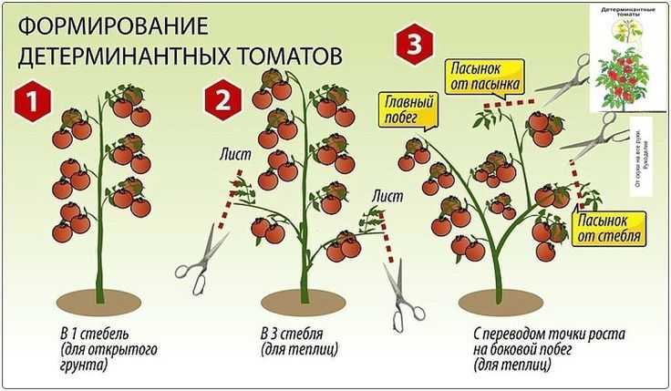 [инструкция] как подвязывать помидоры | (фото & видео)
