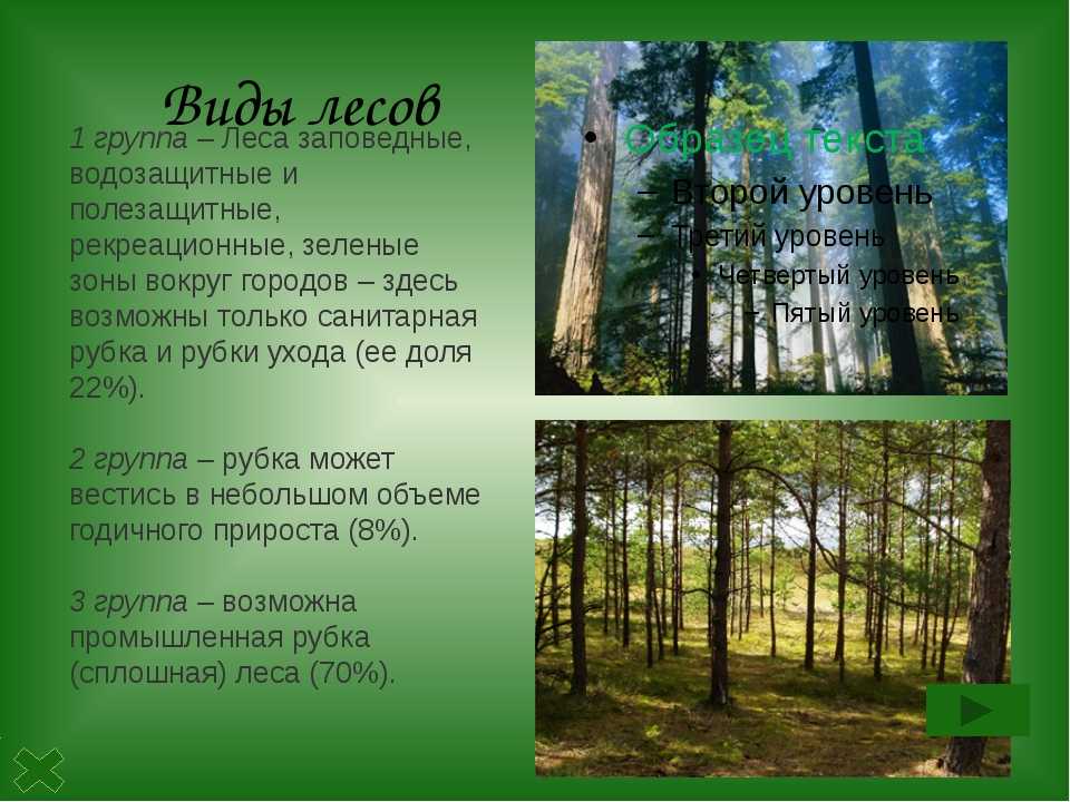 Занятия: «что такое лес?». воспитателям детских садов, школьным учителям и педагогам - маам.ру