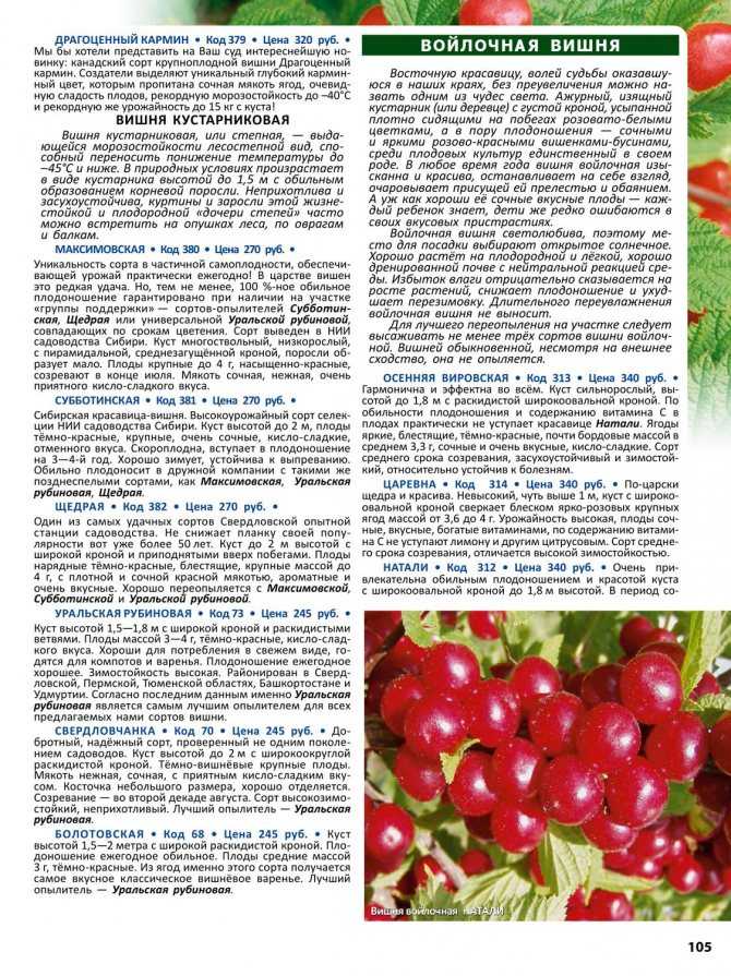 Описание и характеристики сорта вишни новелла, тонкости выращивания