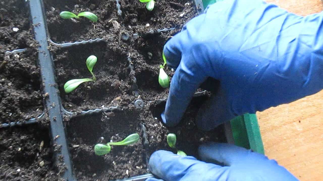 Однолетние георгины – посев семян и выращивание рассады