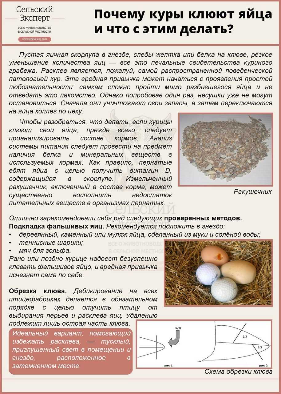 Куры клюют яйца: причина и что делать, как решить проблему препаратами и народными средствами