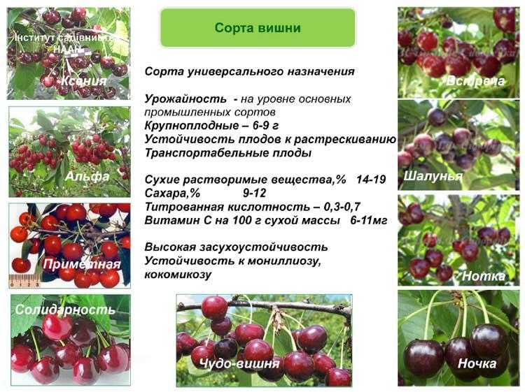 Вишня малиновка: описание сорта и характеристики, регионы для выращивания