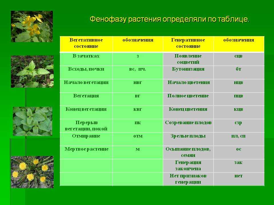 По каким показателям определяют жизнеспособность семян. Вегетационный период растений таблица. Фенофазы плодовых растений. Период вегетации растений таблица. Период вегетации у растений что это.