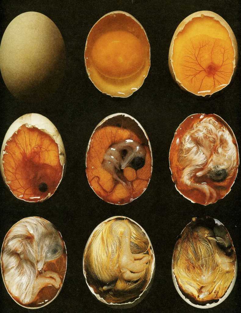 Инкубация гусиных яиц в домашних условиях — фото, видео