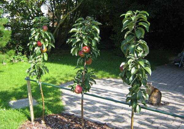 Уход за колоновидными яблонями: правила подкормки, обрезки, полива