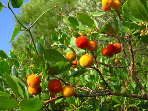 Земляничное дерево, арбутус - выращивание, размножение, arbutus. вредители и болезни арбутуса