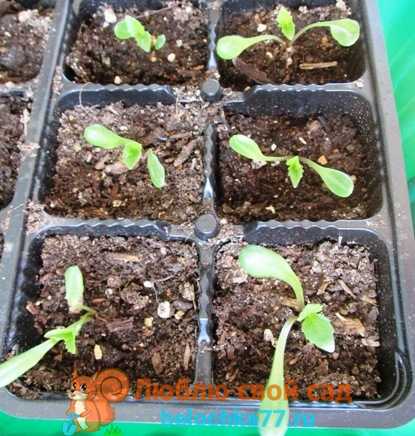 Однолетние георгины – выращивание рассадой и семенами, уход