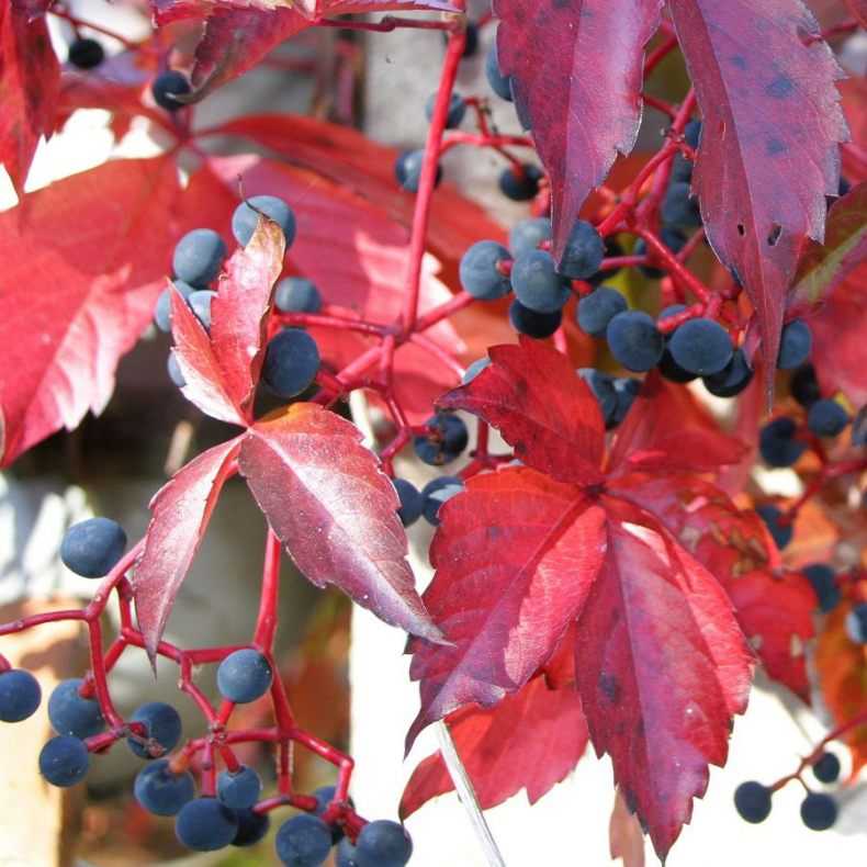 Девичий виноград: посадка и уход в открытом грунте, размножение, лучшие сорта
