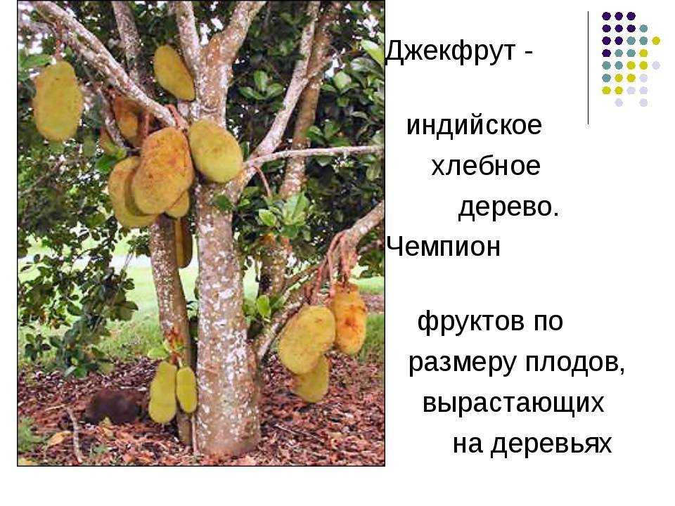 ᐉ хлебное дерево описание и особенности - roza-zanoza.ru
