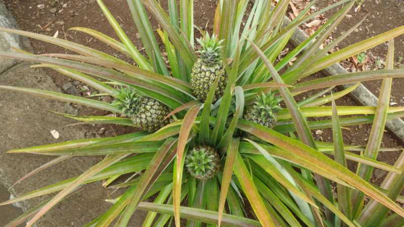 20 удивительных фактов об ананасах :: инфониак