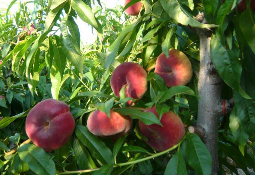 Инжирный персик (18 фото): как называется плоский фрукт? калорийность, польза и вред приплюснутых персиков