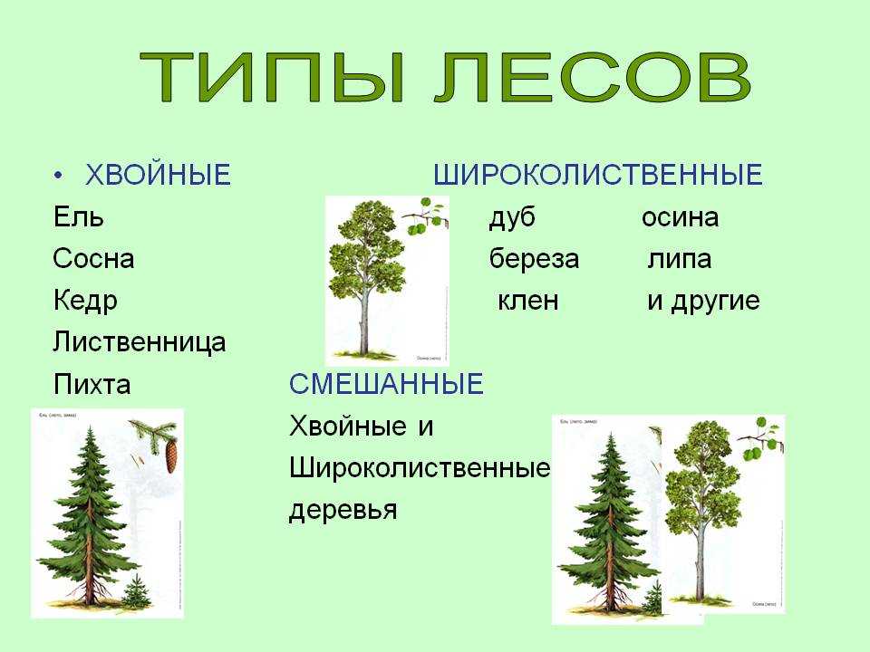 Какие деревья растут в широколиственном лесу?
