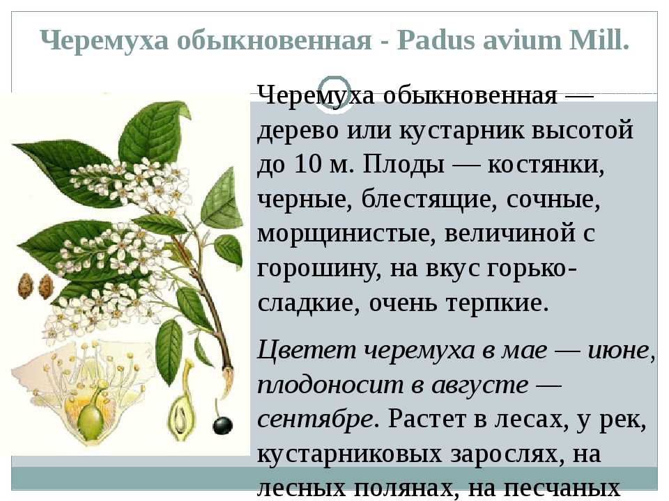 Черёмуха обыкновенная — padus avium [растения] | russianpermaculture.ru