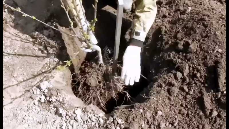 Как посадить дуб из саженца на участке + фото и видео