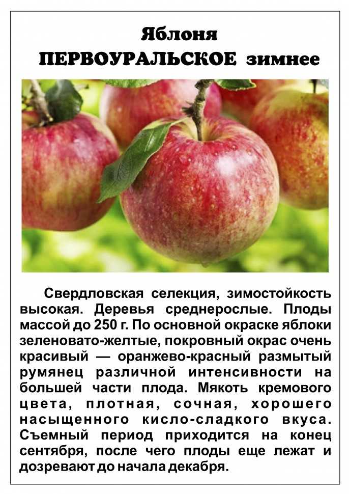 Яблоки богатырь. фото и описание сорта, когда созревают, как собирать, хранить, отзывы