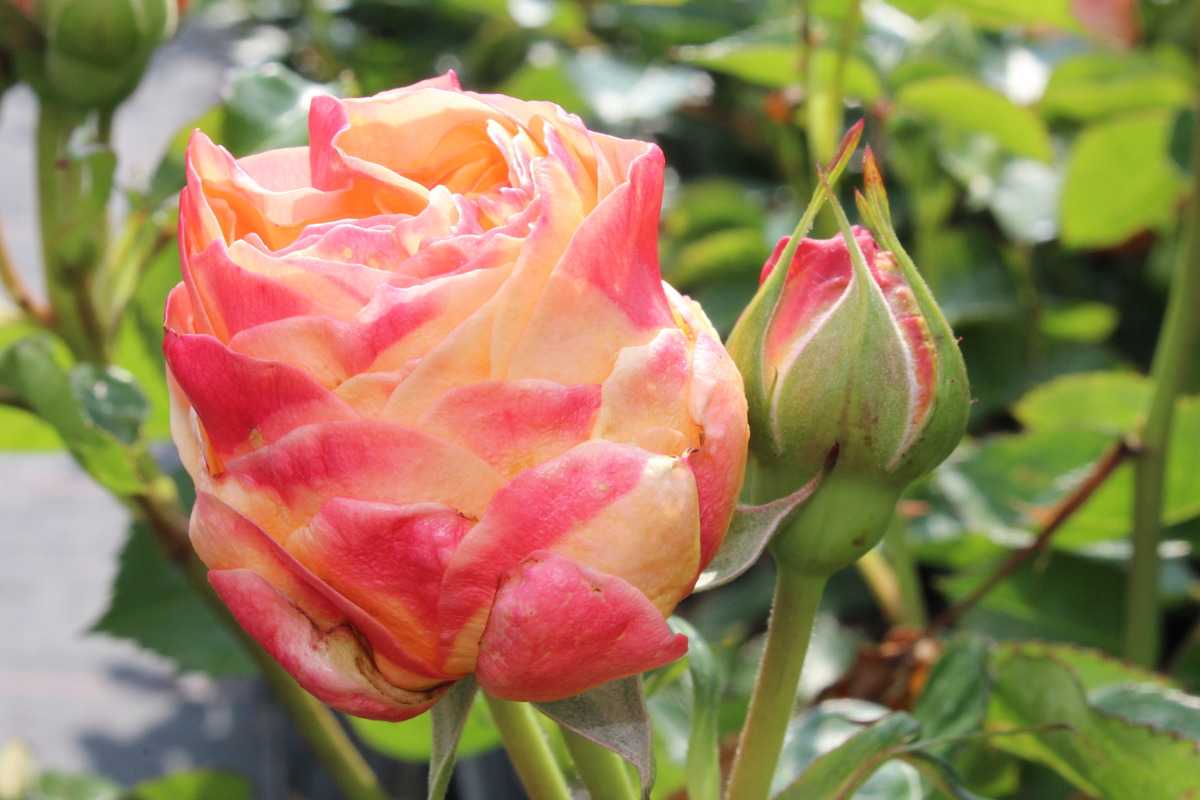 Чайно-гибридная роза «дольче вита»: описание сорта, фото и отзывы