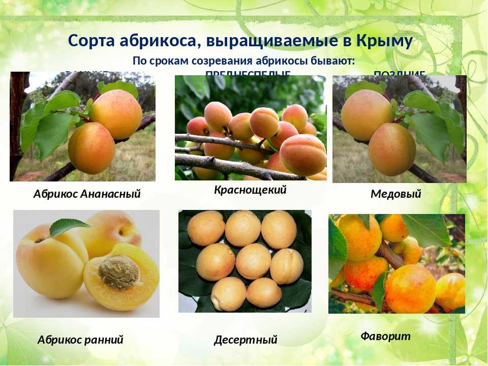 Абрикос хабаровский: описание и характеристика сорта, морозостойкость, выращивание и уход, фото