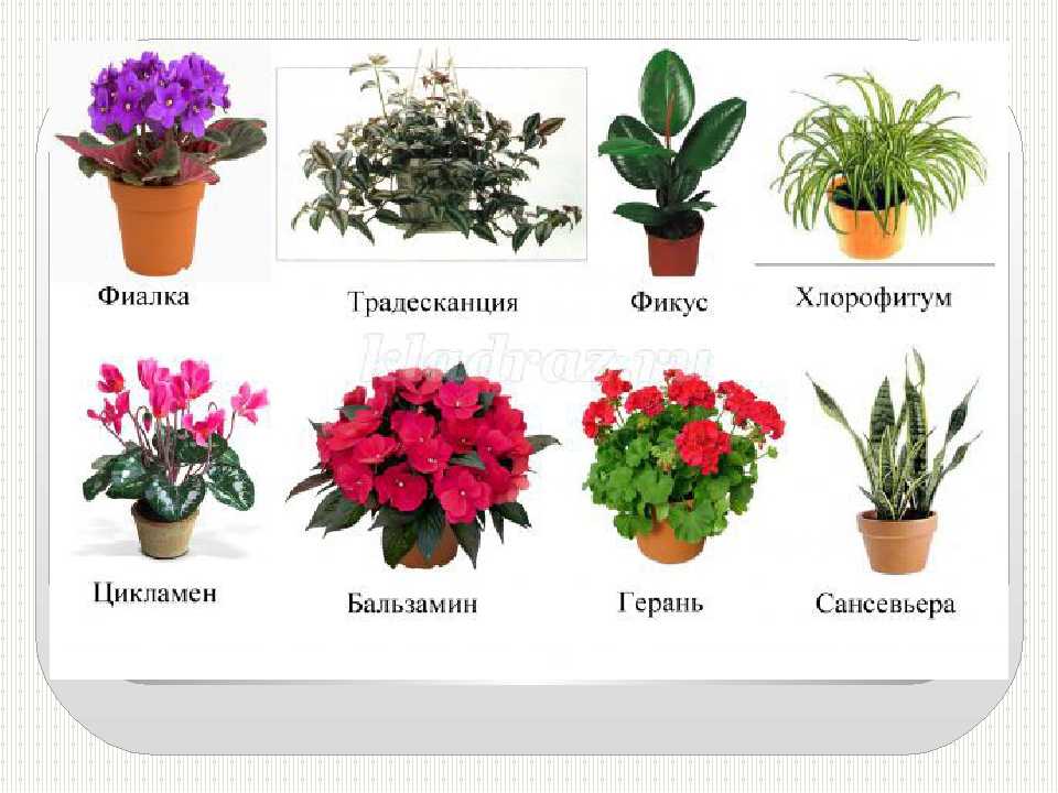 Комнатные тенелюбивые и неприхотливые растения и цветы: названия и фото