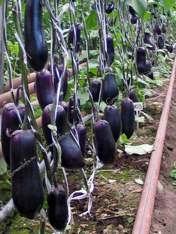 Выращивание баклажанов в теплице: технология и секреты опытных дачников | огородник
