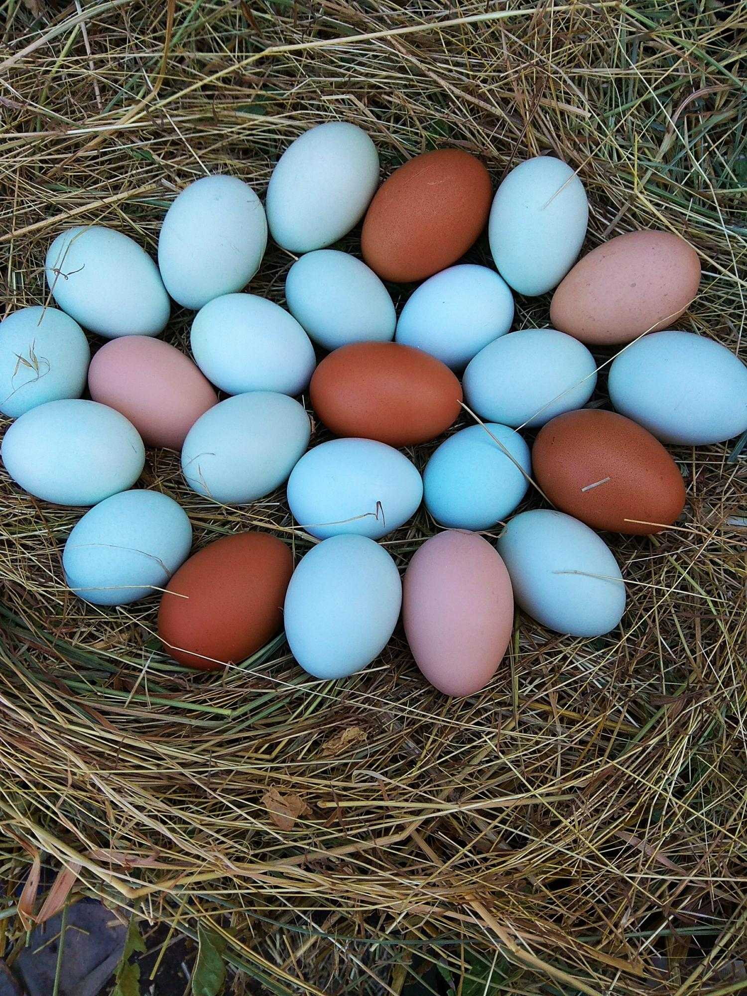 Какие куры несут самые крупные яйца, породы, достоинства и недостатки