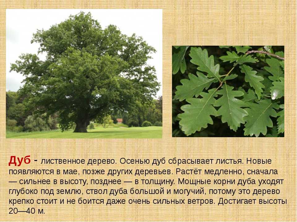 Дуб черешчатый - описание и фото дерева, особенности и применение