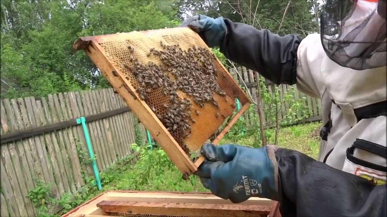Как поймать рой пчел в пустой улей: эффективные методы