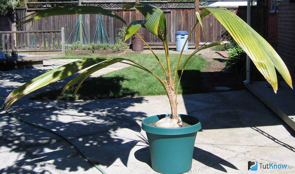 Кокосовая пальма: советы по уходу в домашних условиях для начинающих