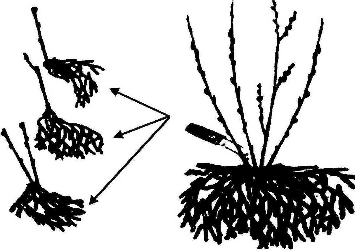 Шиповник: как размножить черенками, укоренить, посадить, можно ли вырастить из веточки в домашних условиях, видео
