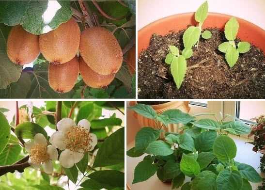 Киви фрукт. как растет, уход, выращивание в домашних условиях