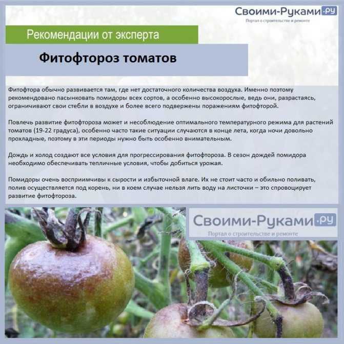 Обработка почвы после фитофтороза / асиенда.ру