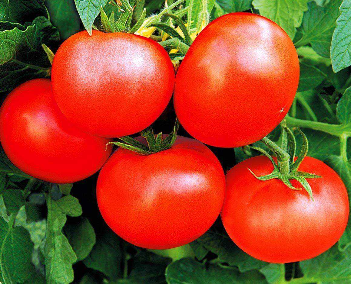 Самые лучшие и новые сорта сибирской селекции для теплиц: каких видов они бывают, какие вкуснее, сочнее, растут крепкими и здоровыми Как правильно ухаживать за такими томатами