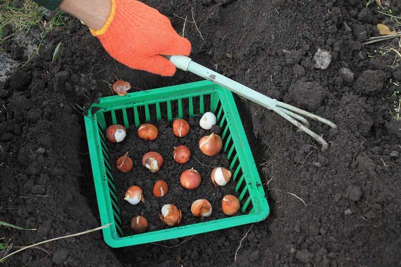 Посадка луковиц тюльпанов в открытом грунте – для дачников