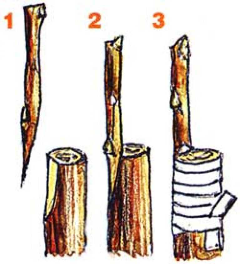 Прививка деревьев: подготовка черенков и необходимые инструменты | cельхозпортал