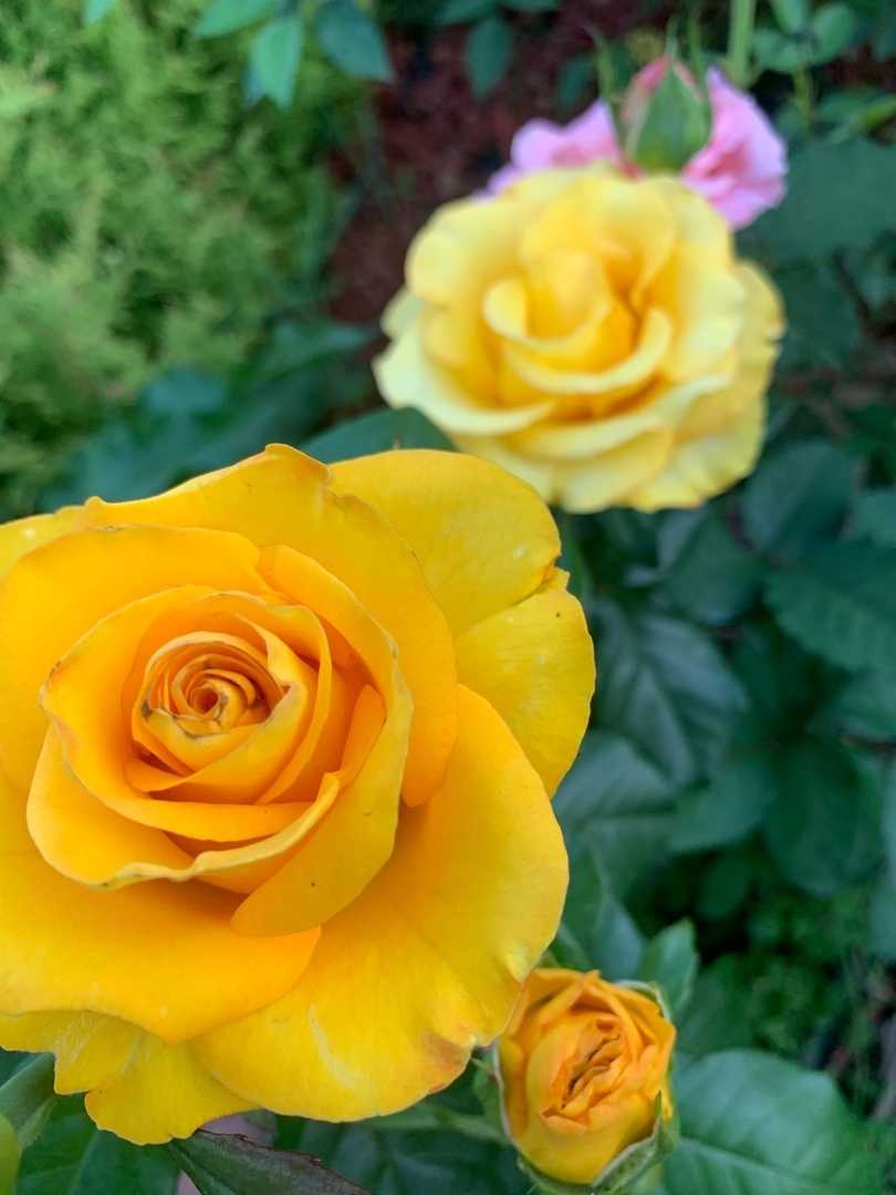 По мнению дизайнеров, желтые яркие розы вливаются в любой тип сада К тому же солнечные тона оттеняют зелень листвы и создают радостное настроение