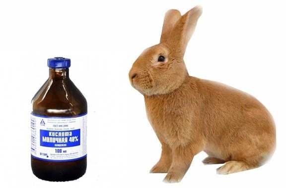 Когда и как применяется молочная кислота для кроликов