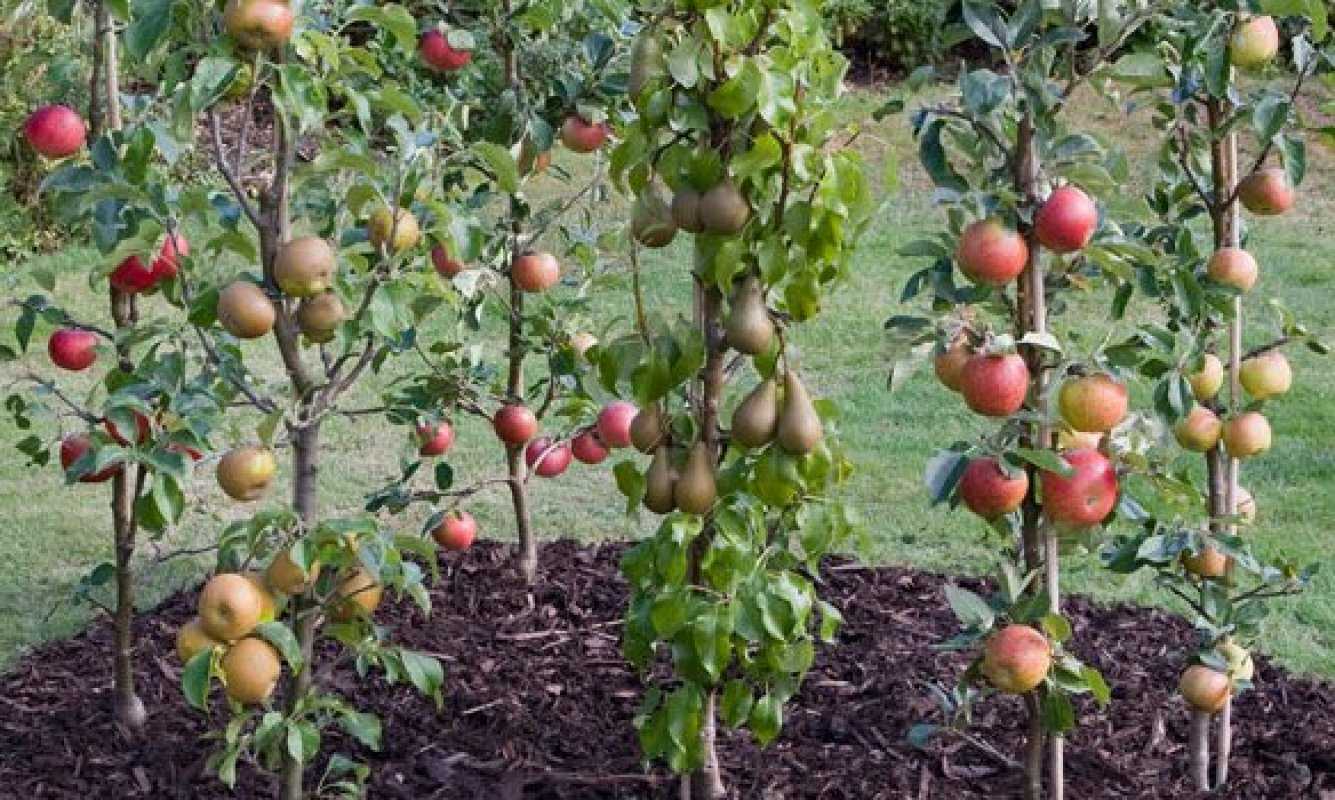 Колоновидные плодовые деревья - преимущества, правила посадки, особенности ухода