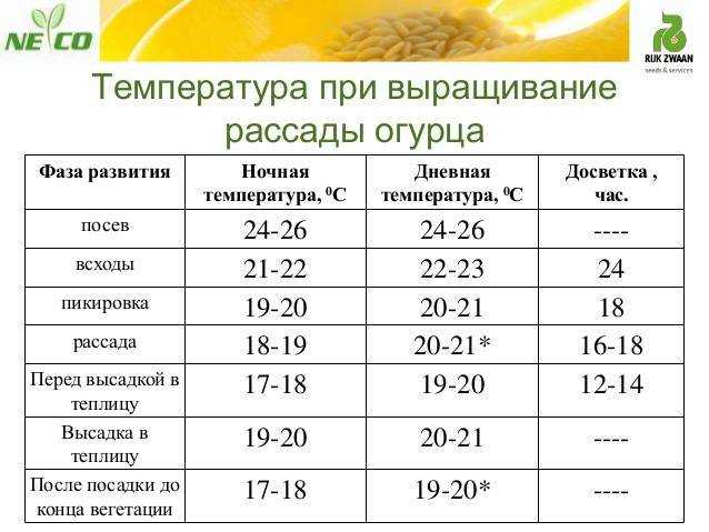 Температура в теплице для помидор: оптимальный показатель