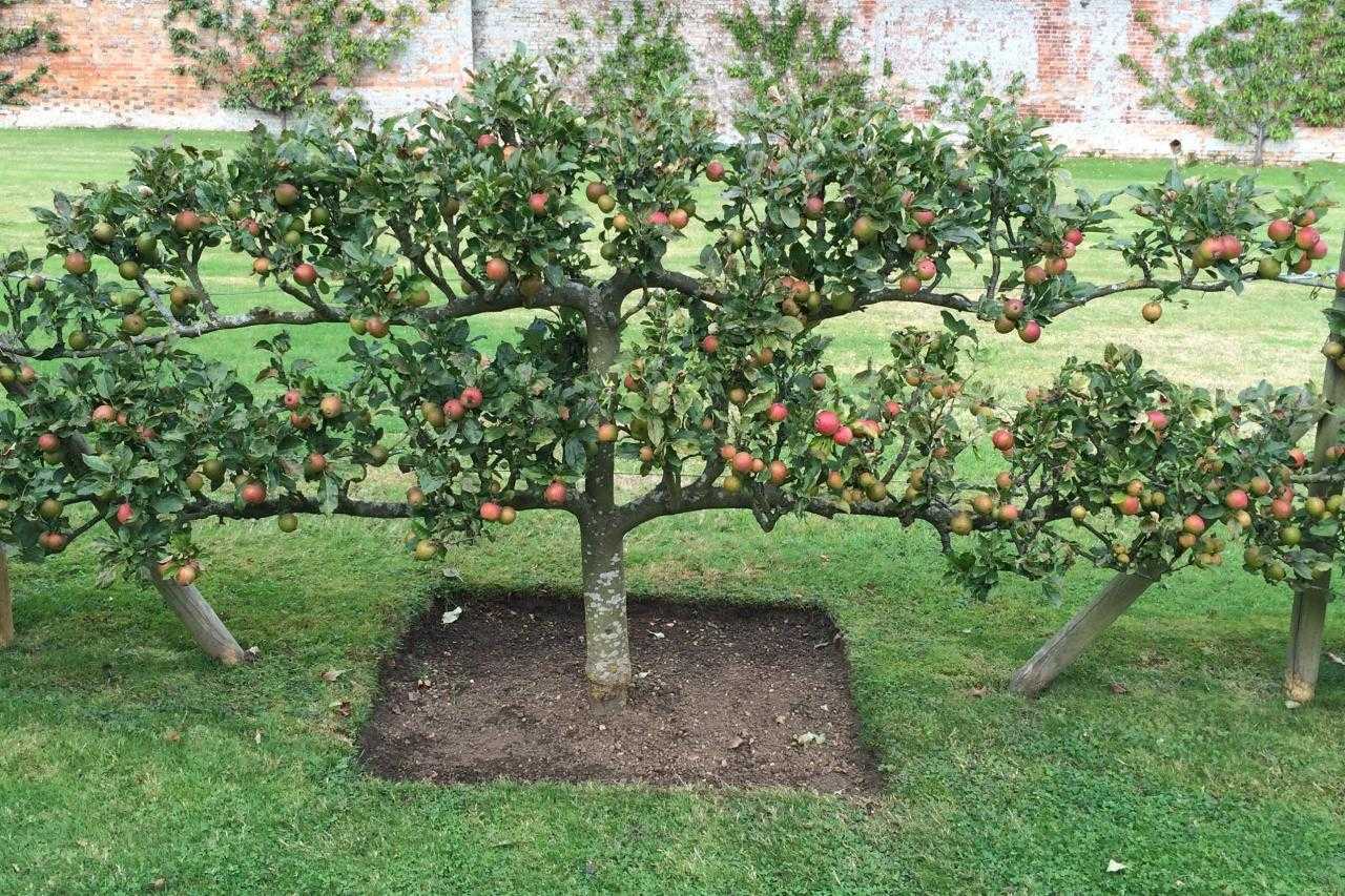 Яблоня «имант»: характеристики и описание сорта, особенности посадки и ухода за деревом, фото