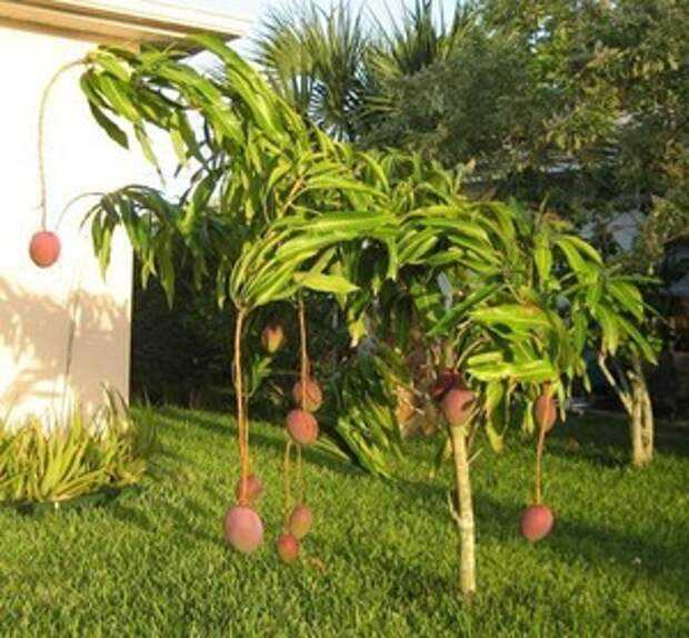 Домашнее манго: как вырастить деревце из косточки и привить его