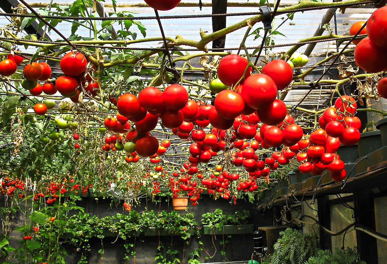 Как добиться высокого урожая томатов при выращивании в теплицах?