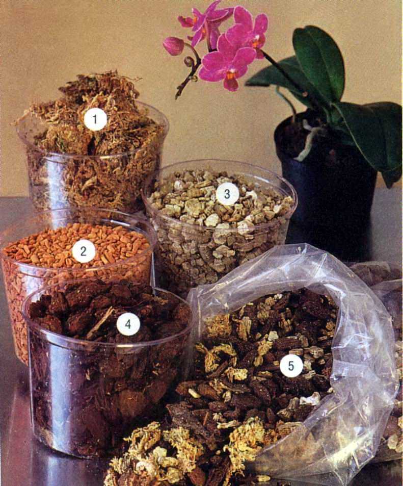 Грунт для орхидей: состав, как приготовить своими руками