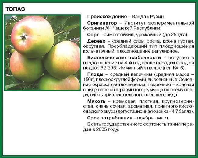 Яблоня богатырь: описание сорта яблок, посадка и уход + фото, отзывы