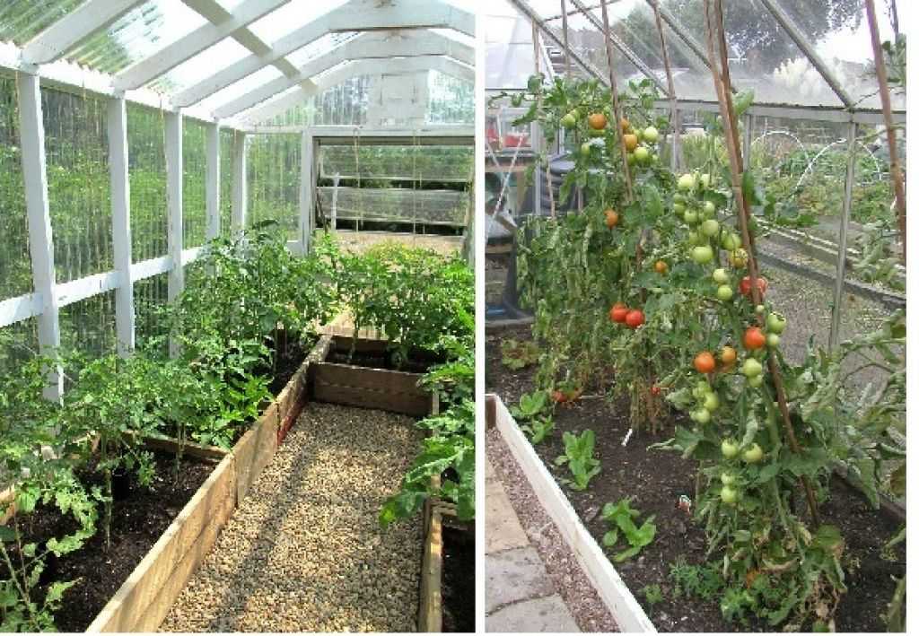 Как уживаются томаты и огурцы в одной теплице