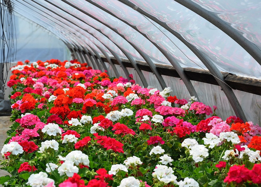 Как выращивать цветы в теплице на продажу — подробный бизнес-план