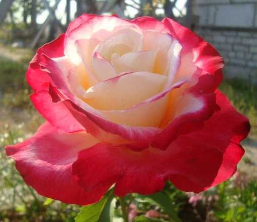 Роза дольче вита отзывы. как вырастить красивую и нежную розу дольче вита. уход за розой