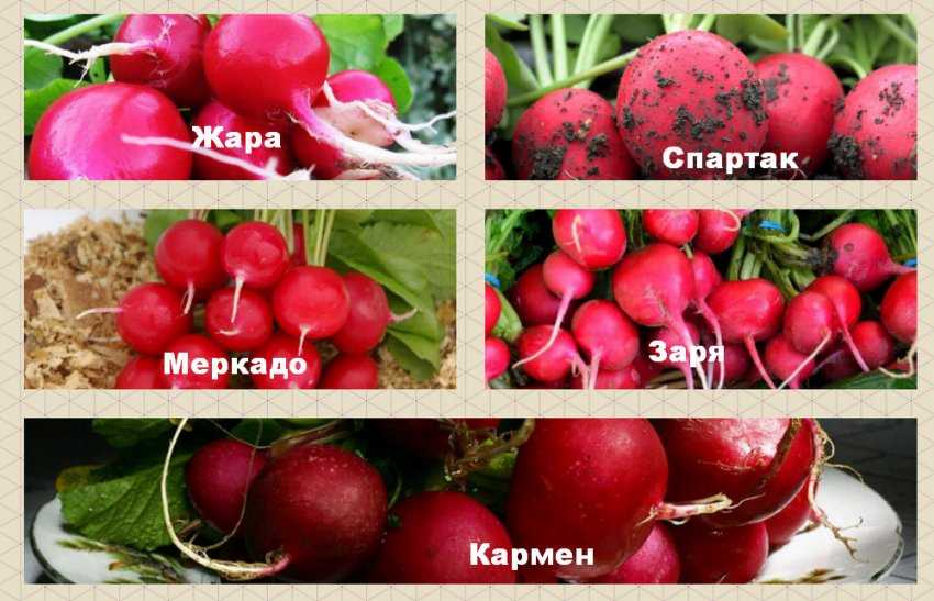 Сорта редиса для теплицы. Сорта редиски на посадку. Зимние сорта редиса. Сорта редиса тепличные. Как сажать редис.