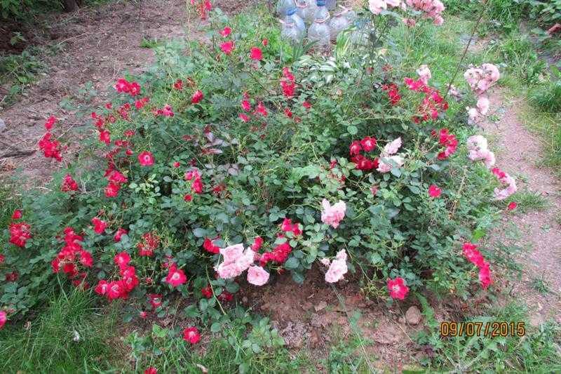Розы посадка и уход в открытом грунте для новичков с фото и видео