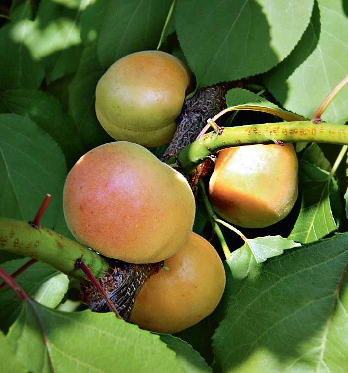 Описание и характеристика сорта абрикоса Кичигинский, его особенности На что обратить внимание при выращивании Отзывы